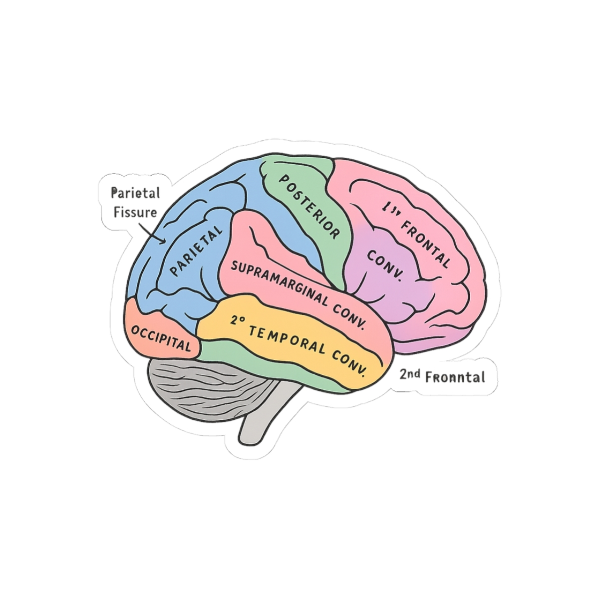 Labelled pastel brain anatomy sketch Sticker - Official stickers merchandise